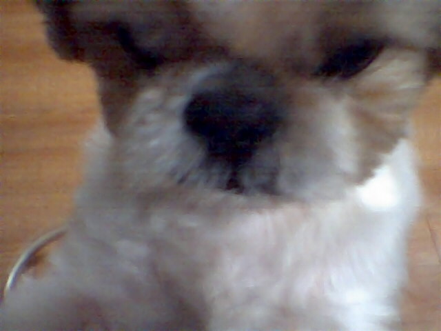 photo003